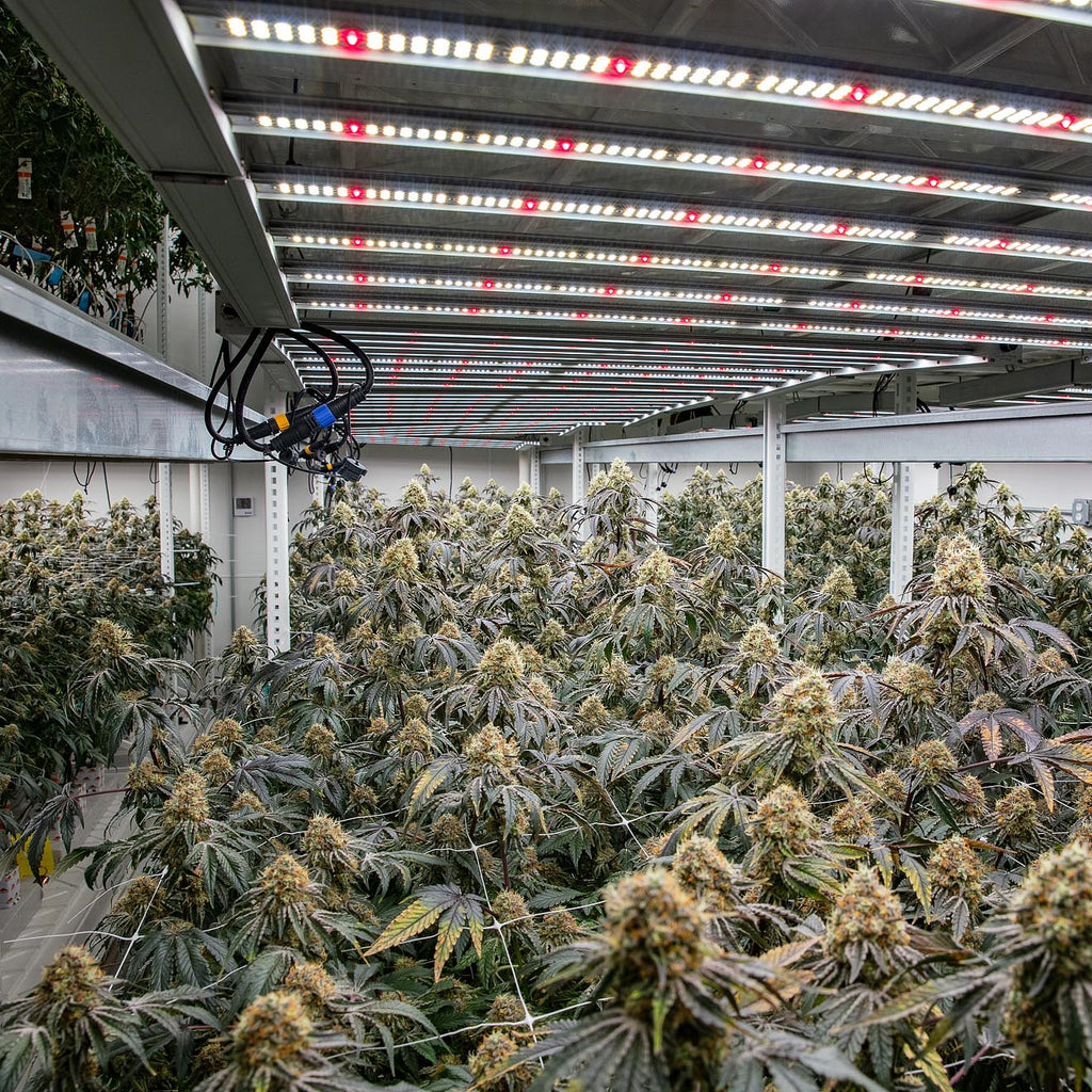 How Growspectra LED Lighting is Revolutionizing Indoor Cultivation