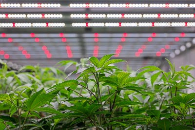 Efficiency and Economic Benefits to Using LED Lighting for Indoor Grow Operations